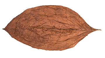 Ecuadorian Cubano 3